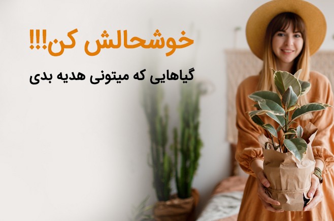 گل آیین