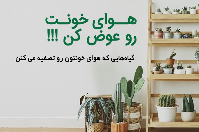 گل آیین