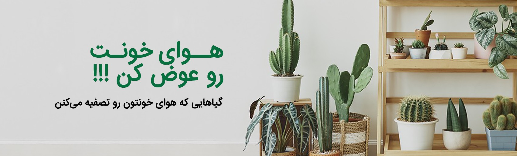 گل آیین