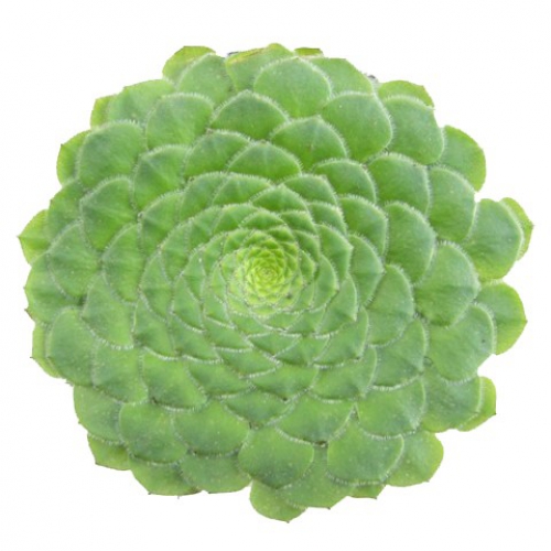 ایونیوم نعلبکی