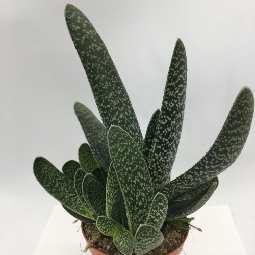 گاستِریا زبان گاو