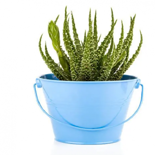 آلوئه عنکبوتی