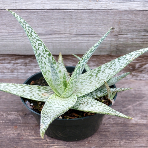 آلوئه گویدو