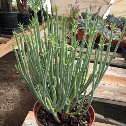 فرفیون مدادی