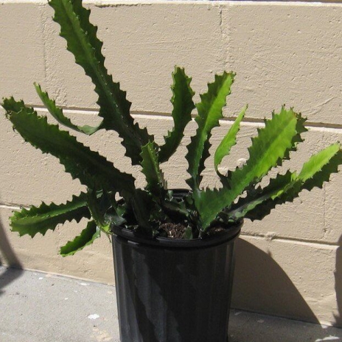 فرفیون عتیقه