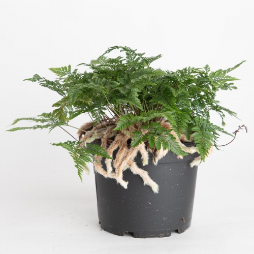 سرخس پای خرگوش