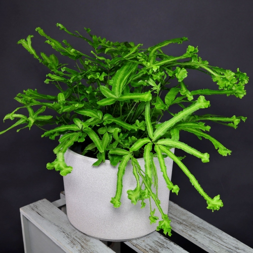 سرخس بوته زار نقره ای