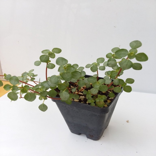 اشکهای بچه خاکستری