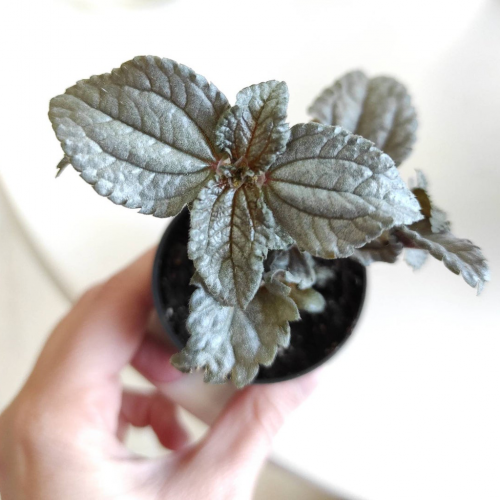 پیله آ ابر نقره ای