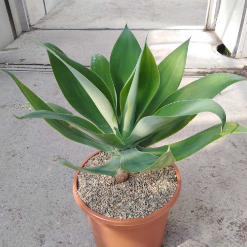 آگاو دم روباه