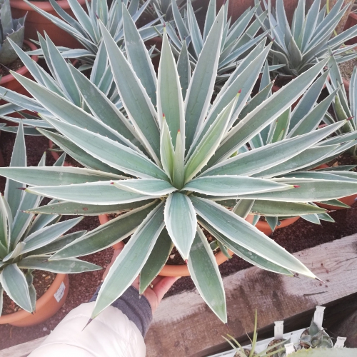 آگاو کارائیب