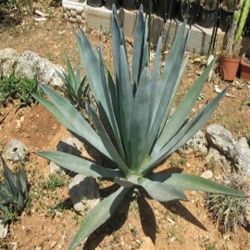 آگاو آبی