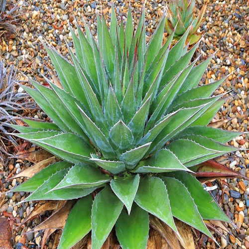 آگاو کوهستان