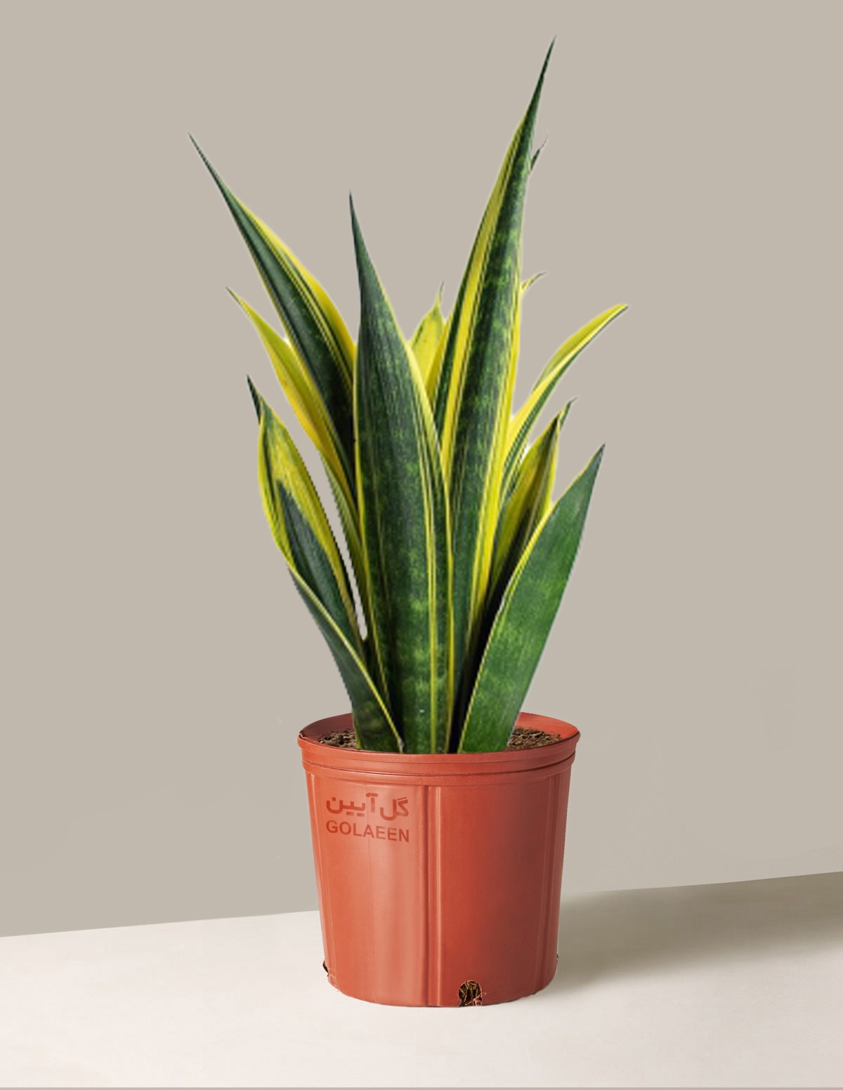 سانسِوِریا گلد فلیم