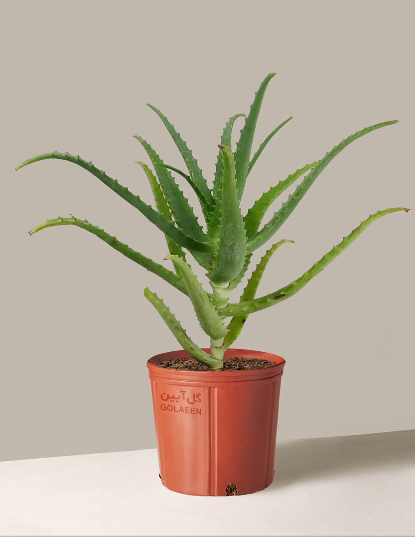 آلوئه شاخ بزی