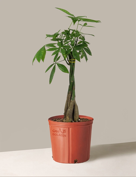 درخت پول (پاچیرا)