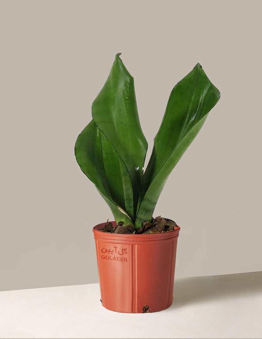 سانسِوِریا ماری