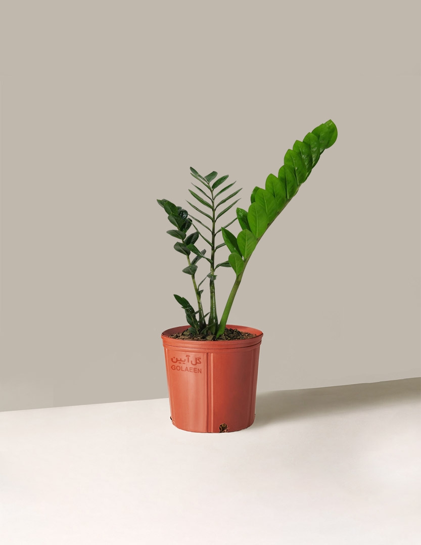 زامیفولیا سبز