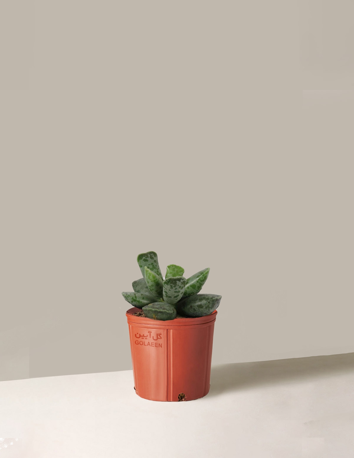 کاکتوس آدرمیشوز