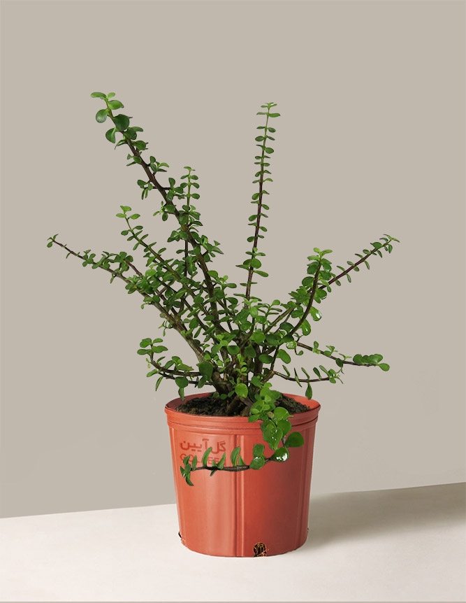 کراسولا خرفه ای