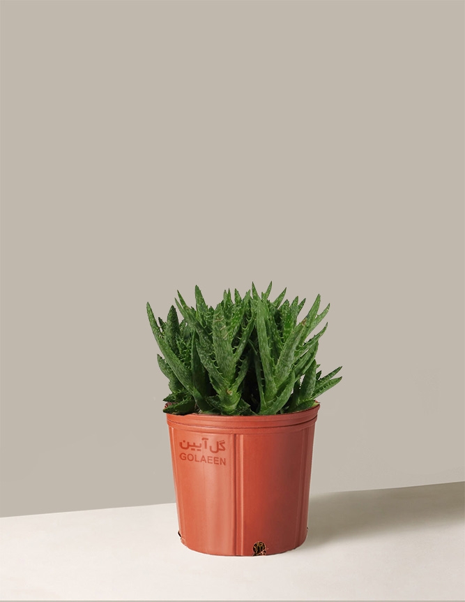 آلوئه جوئنا