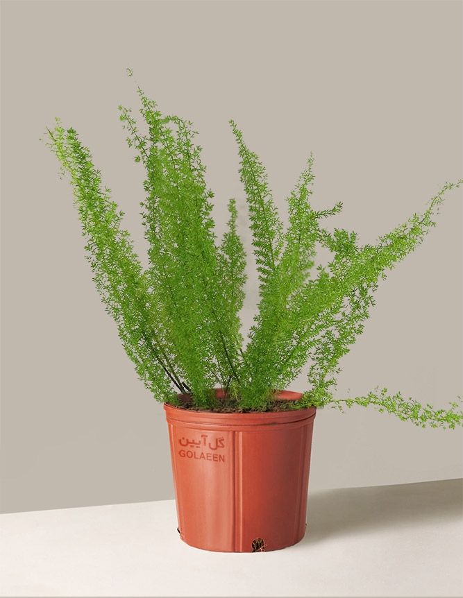 سرخس دم روباهی