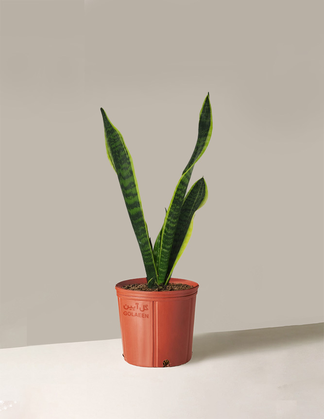 سانسِوِریا کرواتی