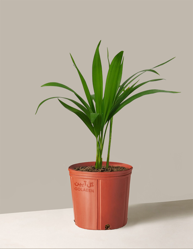 اریکا