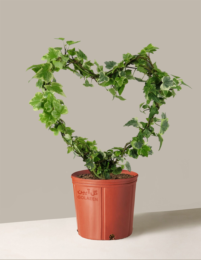 پاپیتال قلبی