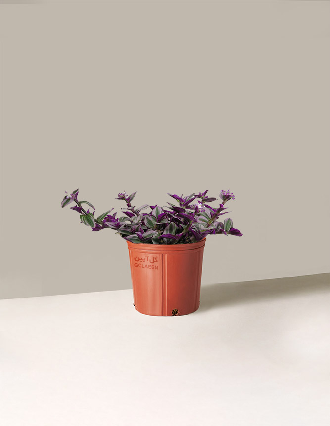 برگ بیدی نانوک