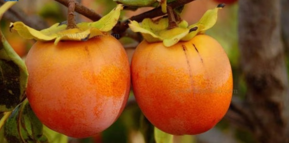 خرمالو سایی جو