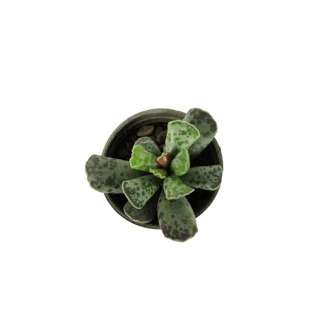 کاکتوس آدرمیشوز