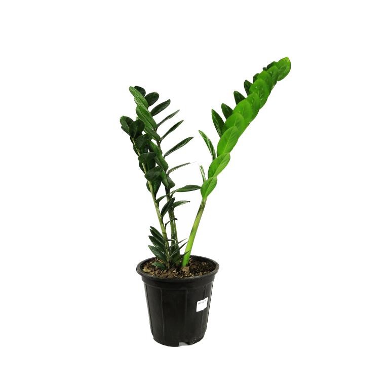 زامیفولیا سبز