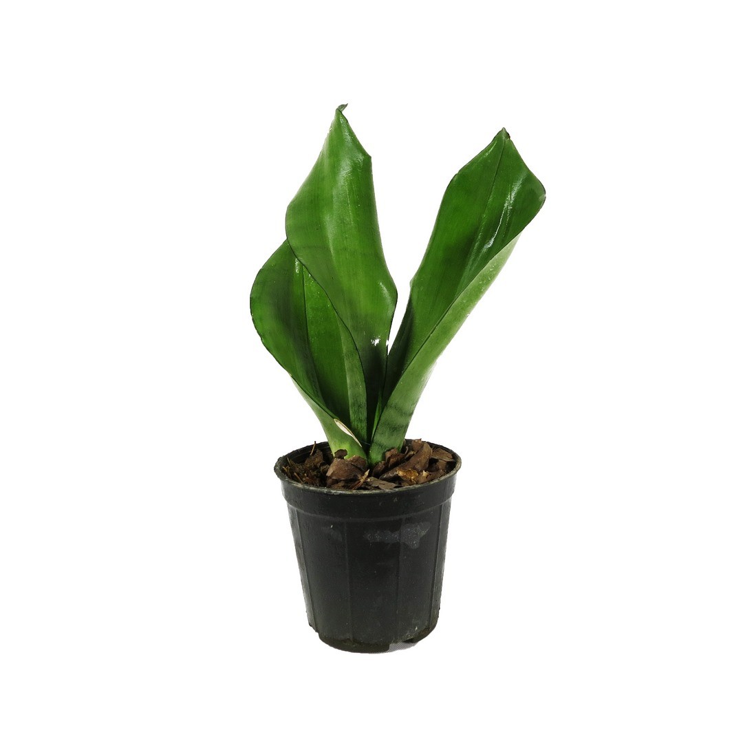 سانسِوِریا ماری