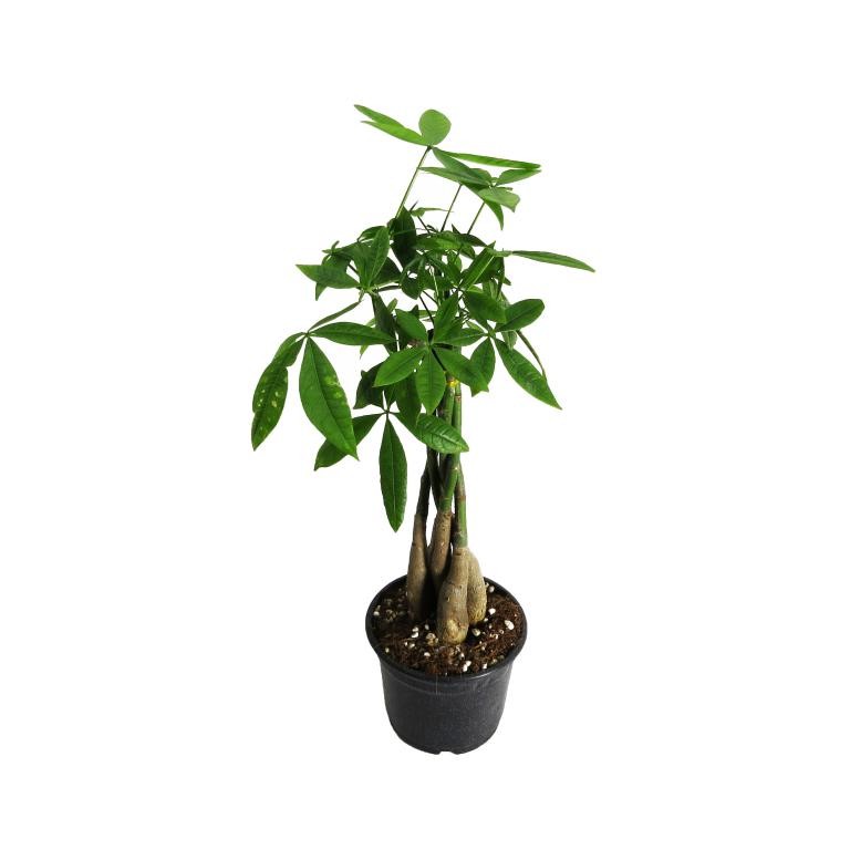 درخت پول (پاچیرا)