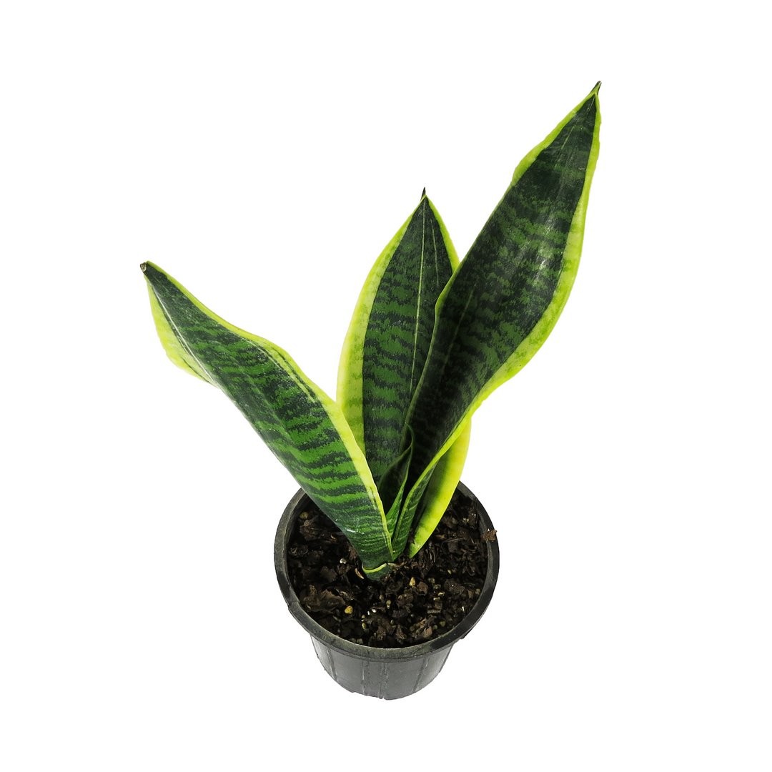 سانسِوِریا کرواتی