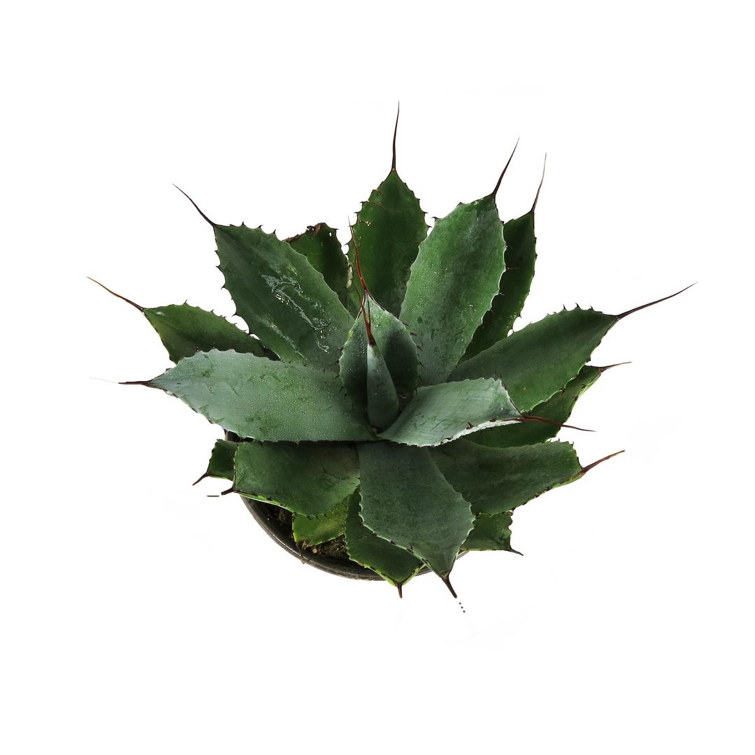 آگاو آبی