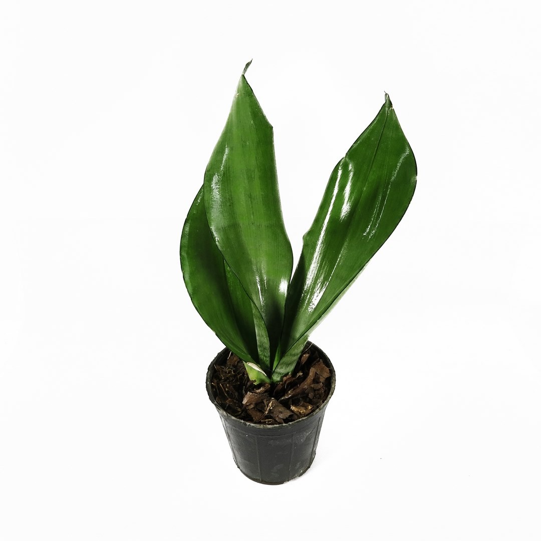 سانسِوِریا ماری