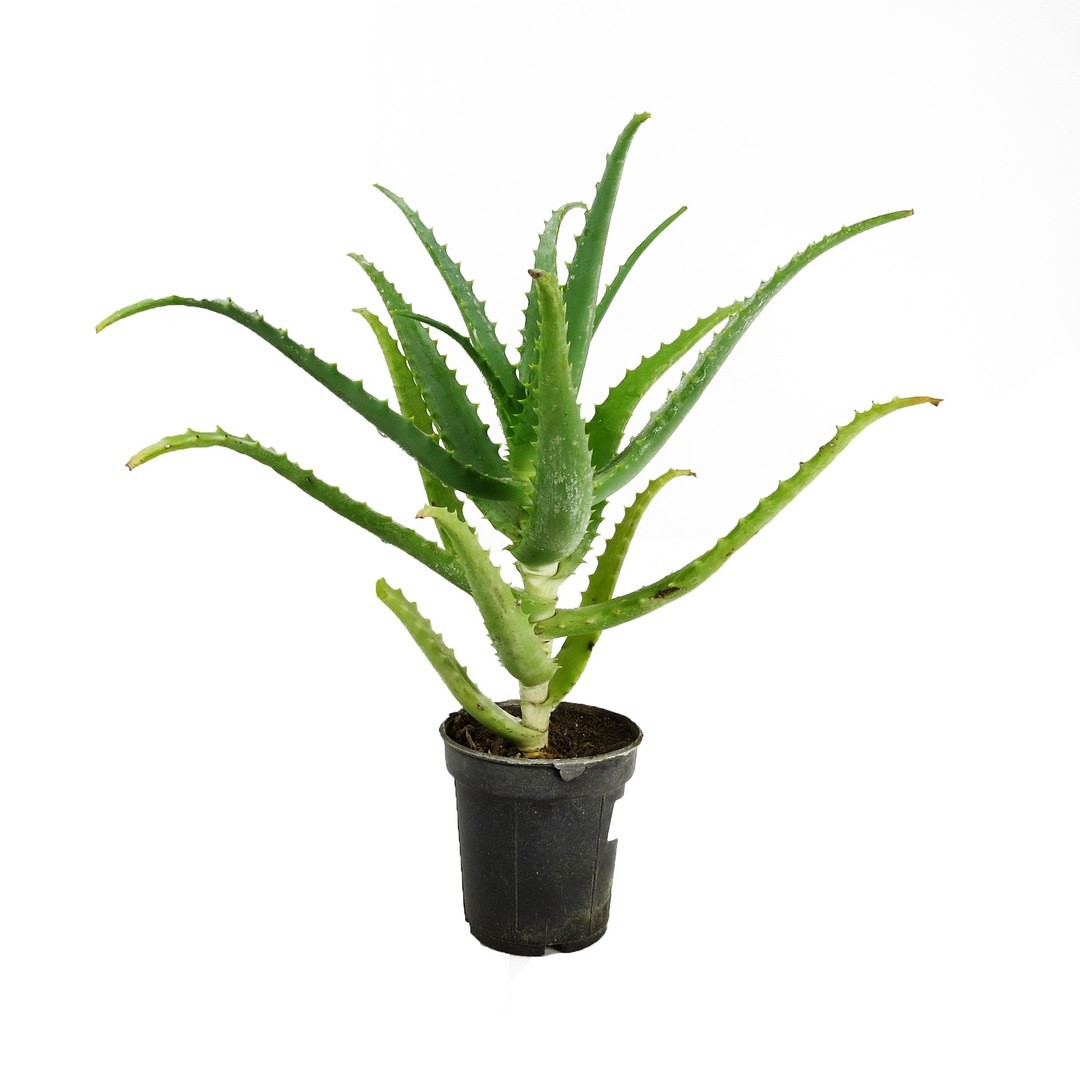 آلوئه شاخ بزی