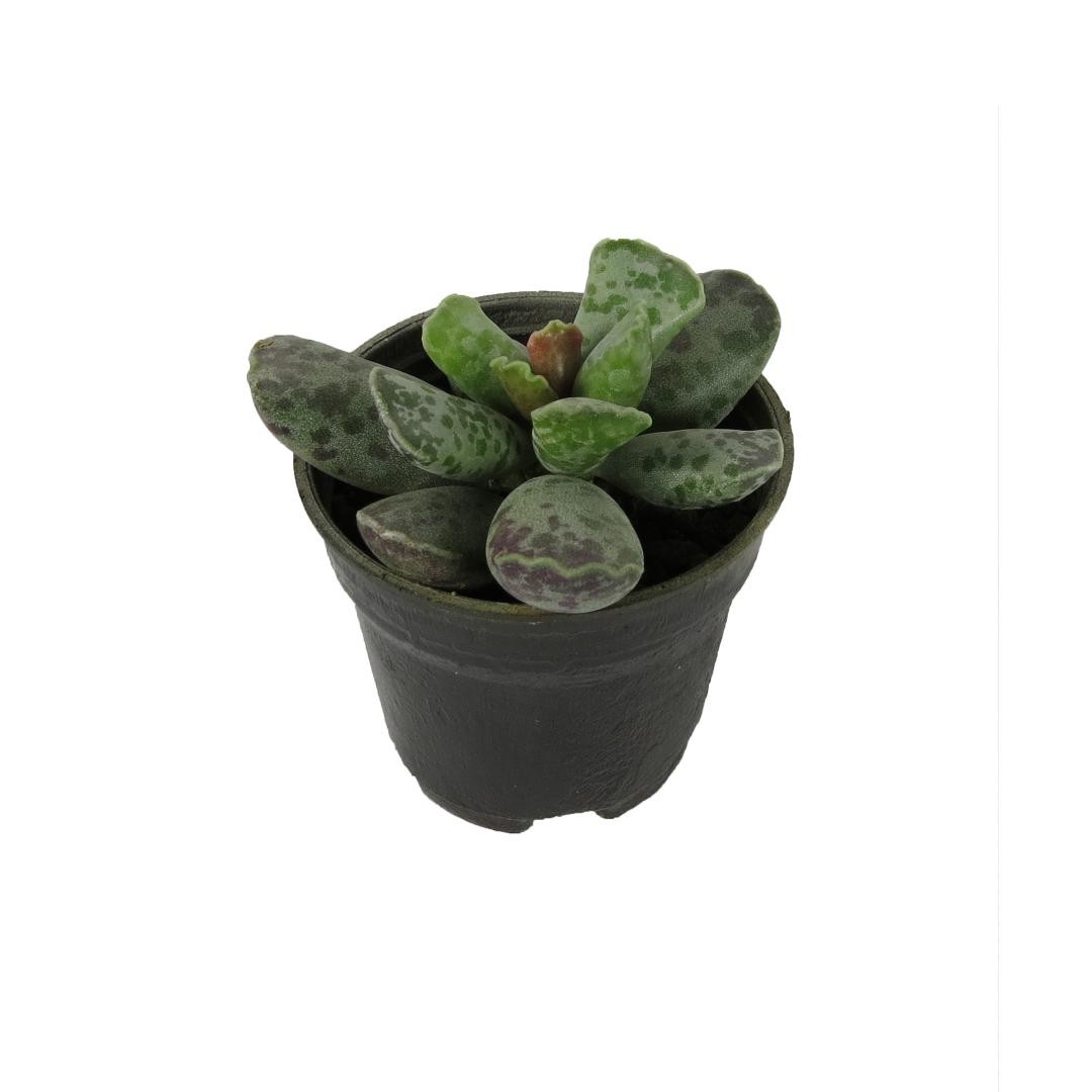 کاکتوس آدرمیشوز