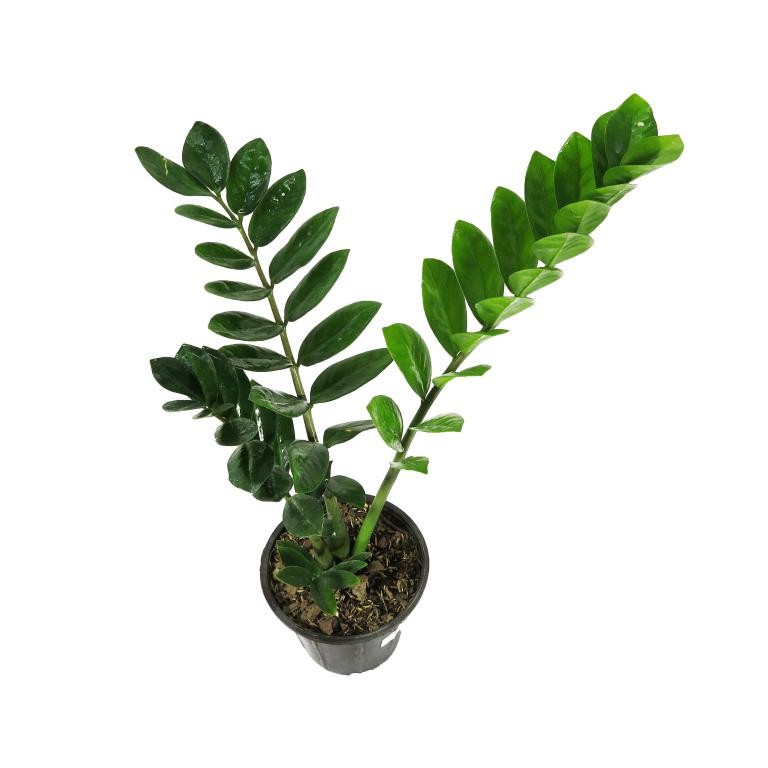 زامیفولیا سبز