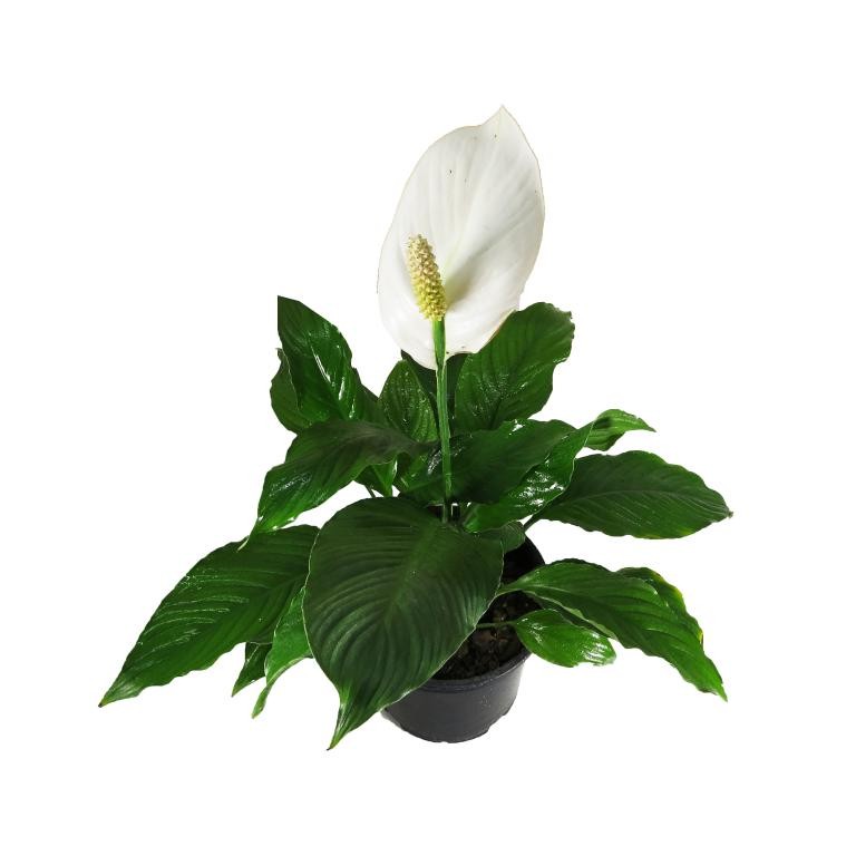 اسپاتی فیلوم