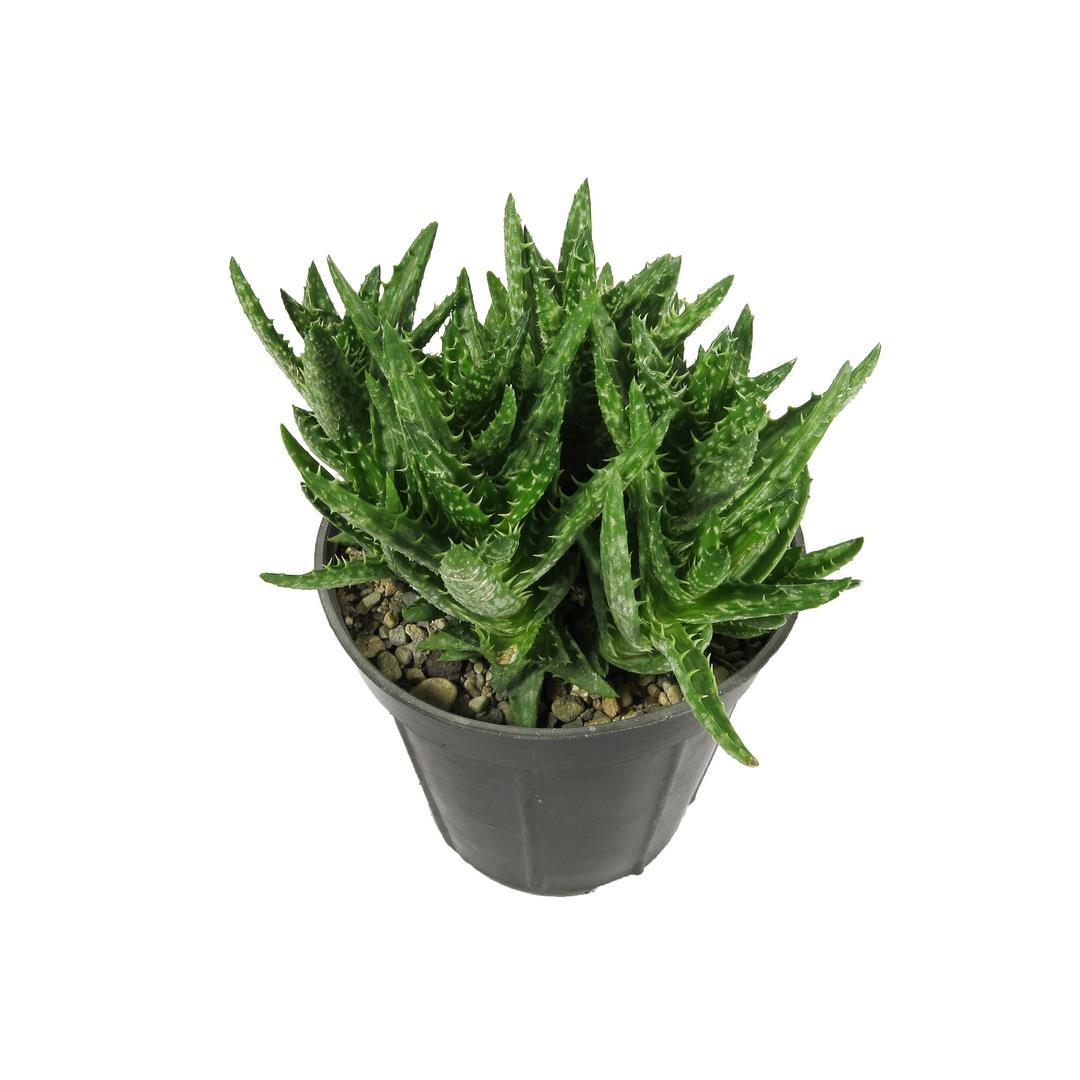 آلوئه جوئنا