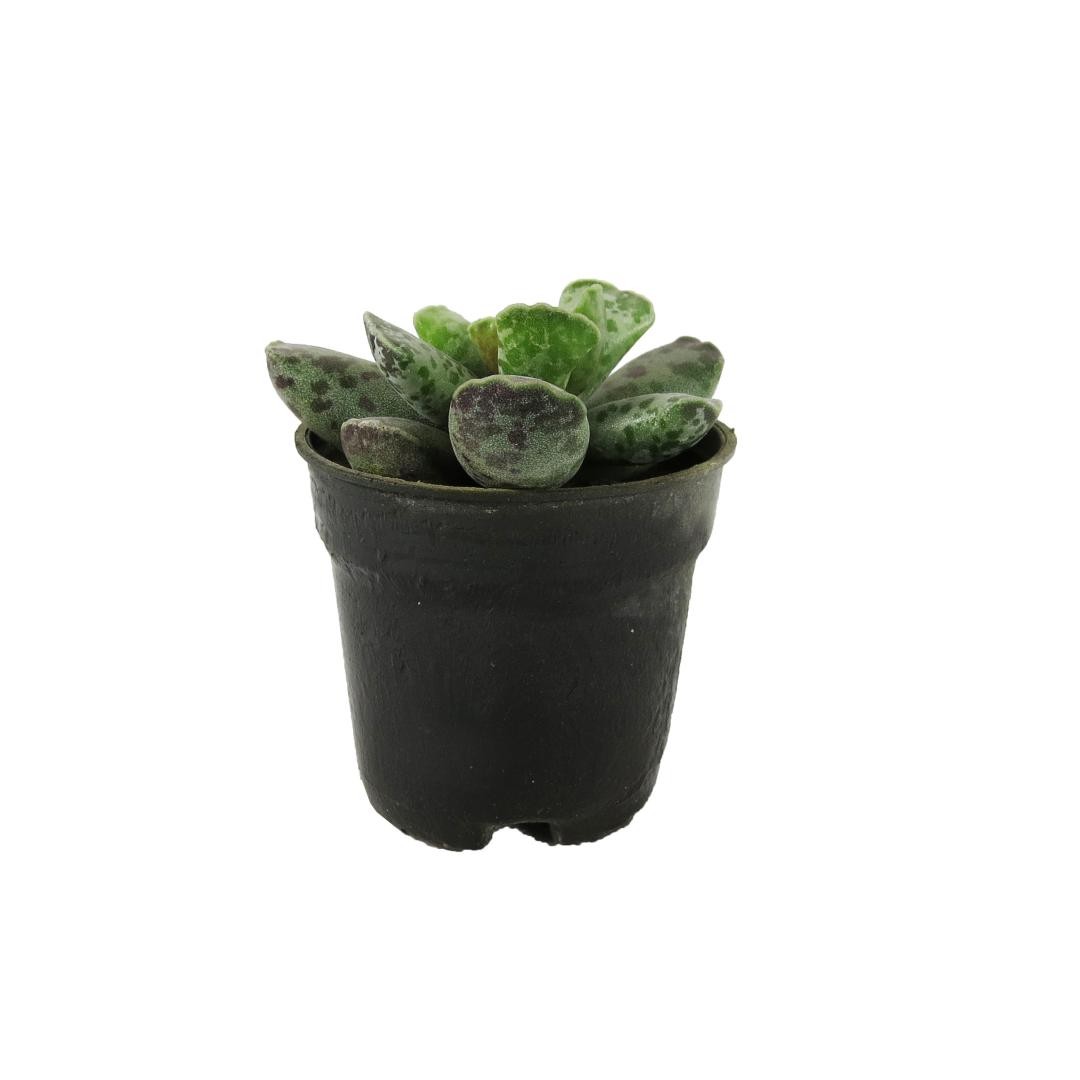 کاکتوس آدرمیشوز