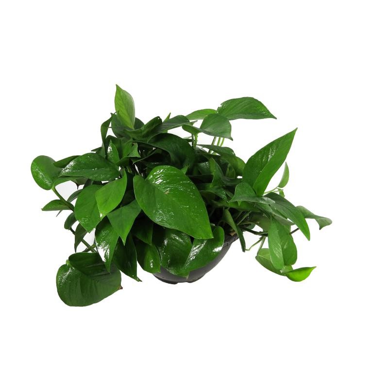 پُتوس سبز