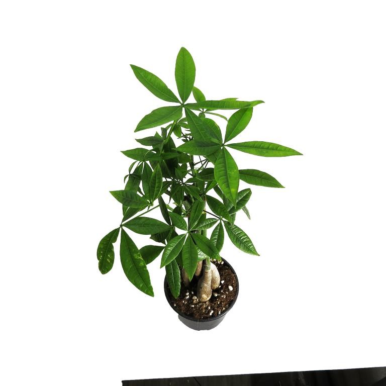 درخت پول (پاچیرا)