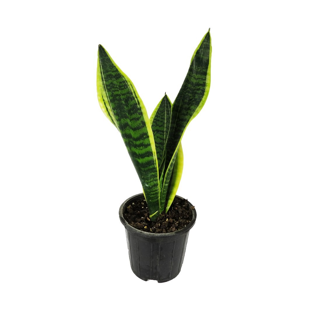 سانسِوِریا کرواتی