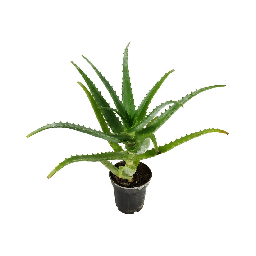 آلوئه شاخ بزی