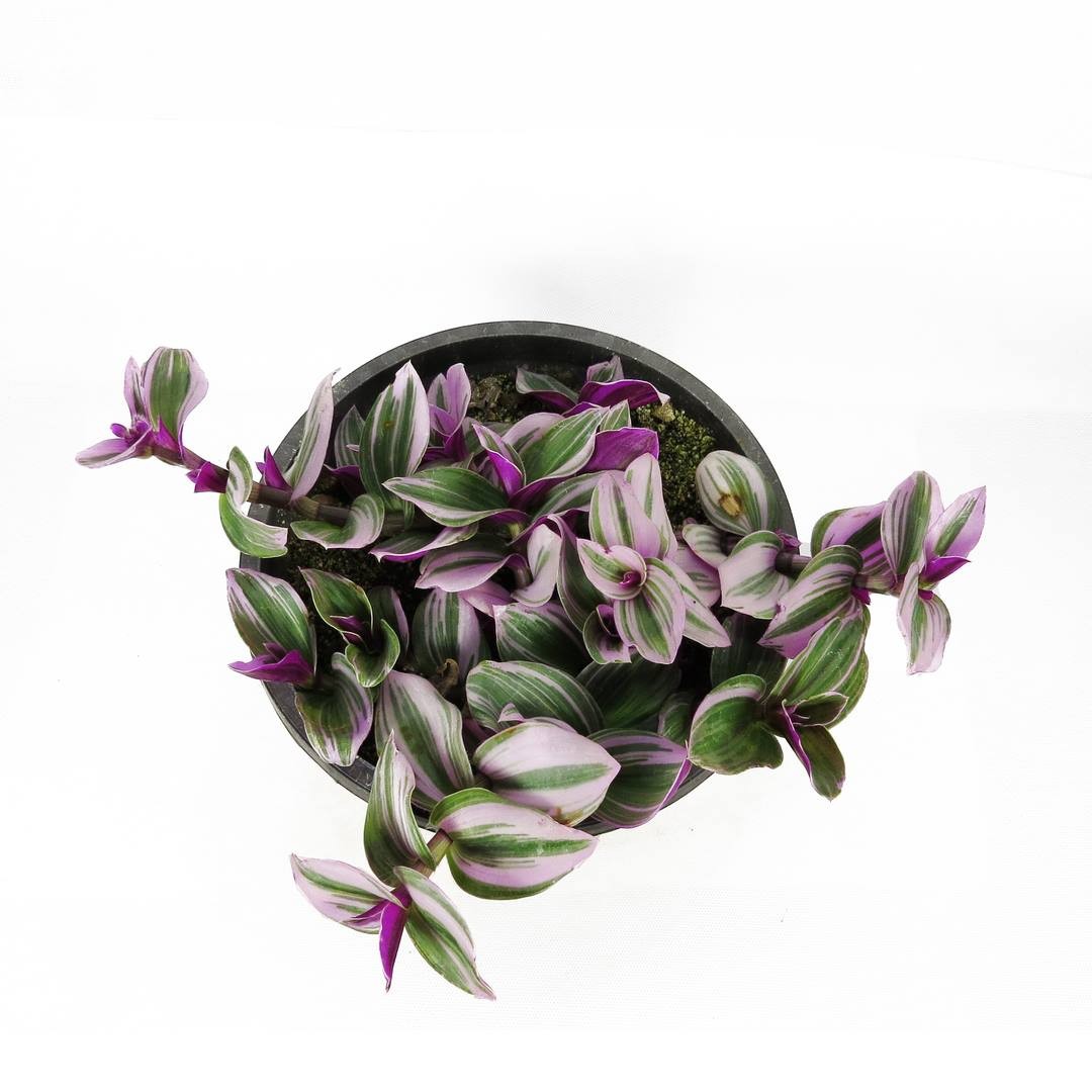 برگ بیدی نانوک