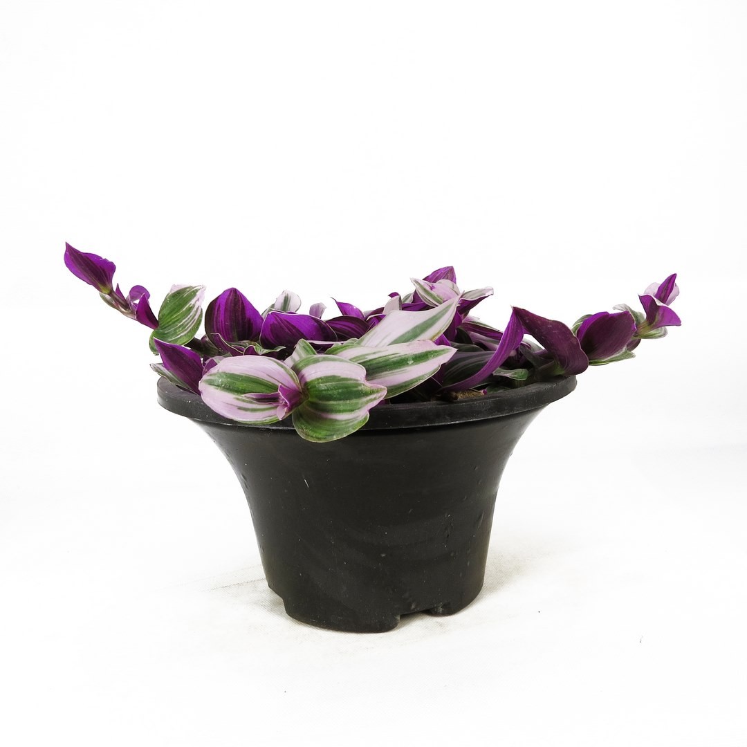 برگ بیدی نانوک